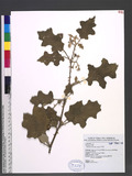 Solanum violaceum Ortega nѭX