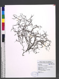 Hedyotis tenelliflora Blume ӸsR]