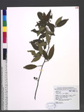 Toddalia asiatica (L.) Lam. sx