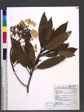 Hydrangea integrifolia Hayata ex Matsum. & Hayata jK¸y