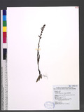 Platanthera longic...