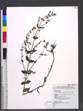 Swertia macrosperma (C. B. Clarke) C. B. Clarke j