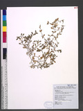 Cerastium fontanum Baumg. subsp. triviale (Link) Jalas var. angustifolium (Franch.) H.Hara ULͨ