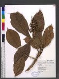 Melicope semecarpifolia (Merr.) T. G. Hartley s¸