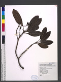 Daphniphyllum glaucescens Blume subsp. oldhamii (Hemsl.) T. C. Huang ַ