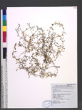 Stellaria uliginosa Murray var. undulata (Thunb.) Fenzl ѽ