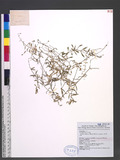 Arenaria subpilosa (Hayata) Ohwi ȤLߵ