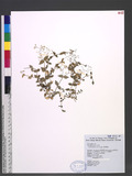 Stellaria reticulivena Hayata 網脈繁糸婁