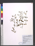 Cerastium fontanum Baumg. subsp. triviale (Link) Jalas var. angustifolium (Franch.) H.Hara ULͨ