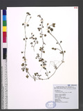 Stellaria arisanensis (Hayata) Hayata 阿里山繁糸婁