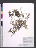 Cerastium trigynum Vill. var. morrisonense (Hayata) Hayata ɤs