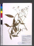Stellaria monosperma Buch.-Ham. ex D. Don var. japonica Maxim.