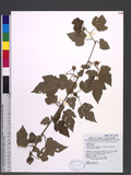 Rubus taitoensis Hayata var. aculeatiflorus (Hayata) H. Ohashi & Hsieh a_l