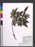 Salix fulvopubescens Hayata var. tagawana (Koidz.) K. C. Yang & T. C. Huang դh