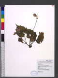Begonia buimontana Yamamoto Z¤s