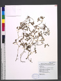 Sedum brachyrhinchum Yamamoto var. taiwanalpinum sү