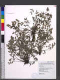 Corydalis ophiocarpa Hook. f. & Thoms. sGj