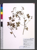Geranium nepalense Sweet subsp. thunbergii (Sieb. & Zucc.) Hara ]]