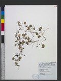 Hydrocotyle ranunculifolia Ohwi qѭJh