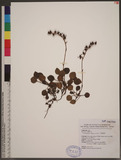 Pyrola japonica Klenze ex Alef. 饻