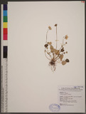 Parnassia palustris L. 