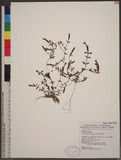 Gentiana flavo-maculata Hayata sx