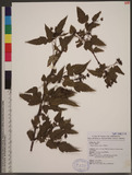 Rubus trianthus Focke Wa_l