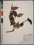 Vaccinium dunalianum Wight var. caudatifolium (Hayata) H. L. Li ï]