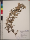 Anaphalis margaritacea (L.) Benth. & Hook. f. ɤsţ­