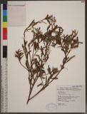 Ludwigia octovalvis (Jacq.) P. H. Raven B