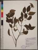 Viburnum luzonicum Rolfe var. formosanum (Hance) Rehder lg