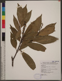 Lithocarpus amygda...