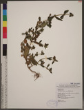 Spermacoce latifolia Aublet ︭n޶