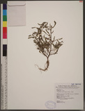 Phyllanthus amarus Schum. & Thonn. p