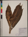 Costus speciosus (Koenig) Smith h