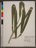 Tripsacum dactyloides (L.) L.