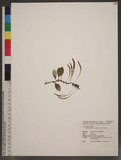 Lemmaphyllum microphyllum C. Presl ۿ