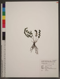 Vandenboschia auriculata (Blume) Copel. ~