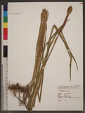 Typha orientalis C. Presl Z