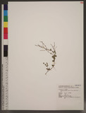 Haloragis micrantha (Thunb.) R. Br. ex Sieb. & Zucc. pGP