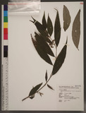 Callicarpa hypoleucophylla W. F. Lin & J. L. Wang �էi