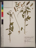 Crotalaria zanzibarica Benth. nޫ˨
