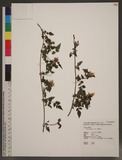 Rubus pungens Camb. a_l