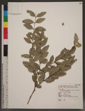 Buxus microphylla ...