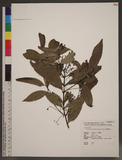 Cinnamomum insulari-montanum Hayata OW׮