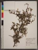 Elaeagnus grandifolia Hayata ɤsJZl