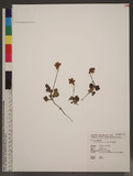 Moneses uniflora (L.) A. Gray 
