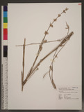 Bambusa multiplex (Lour.) Raeuschel cv. Alphonso karri ĬD