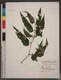 Begonia tengchiana C. I. Peng & Y. K. Chen êK