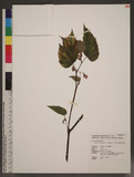 Begonia tengchiana C. I. Peng & Y. K. Chen êK